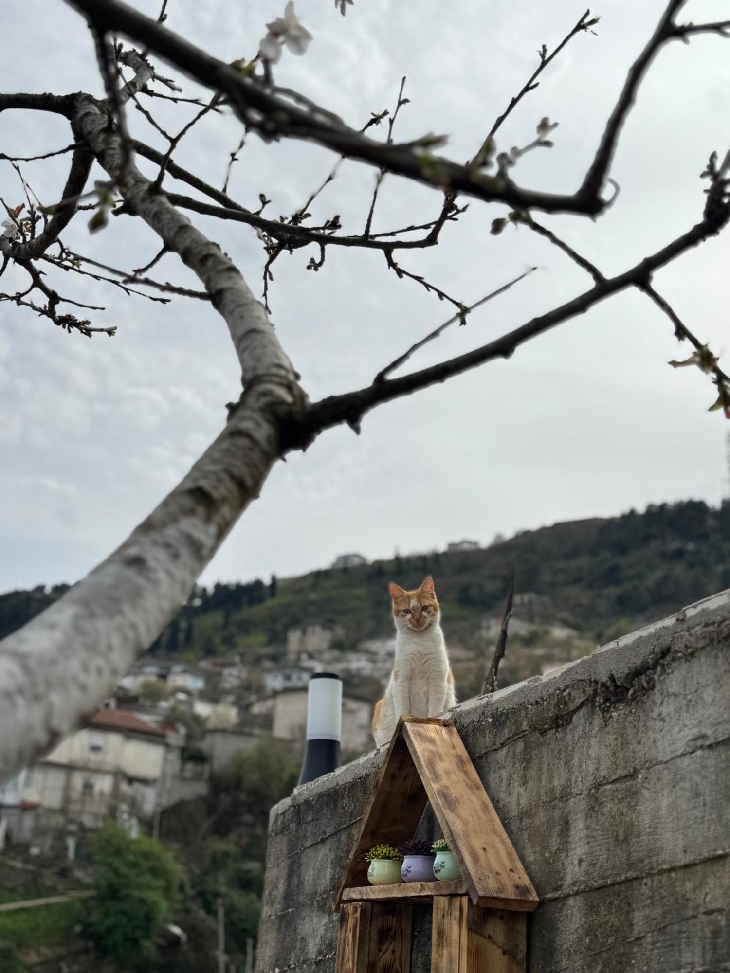 Ilvi Guesthouse Gjirokastër 외부 사진